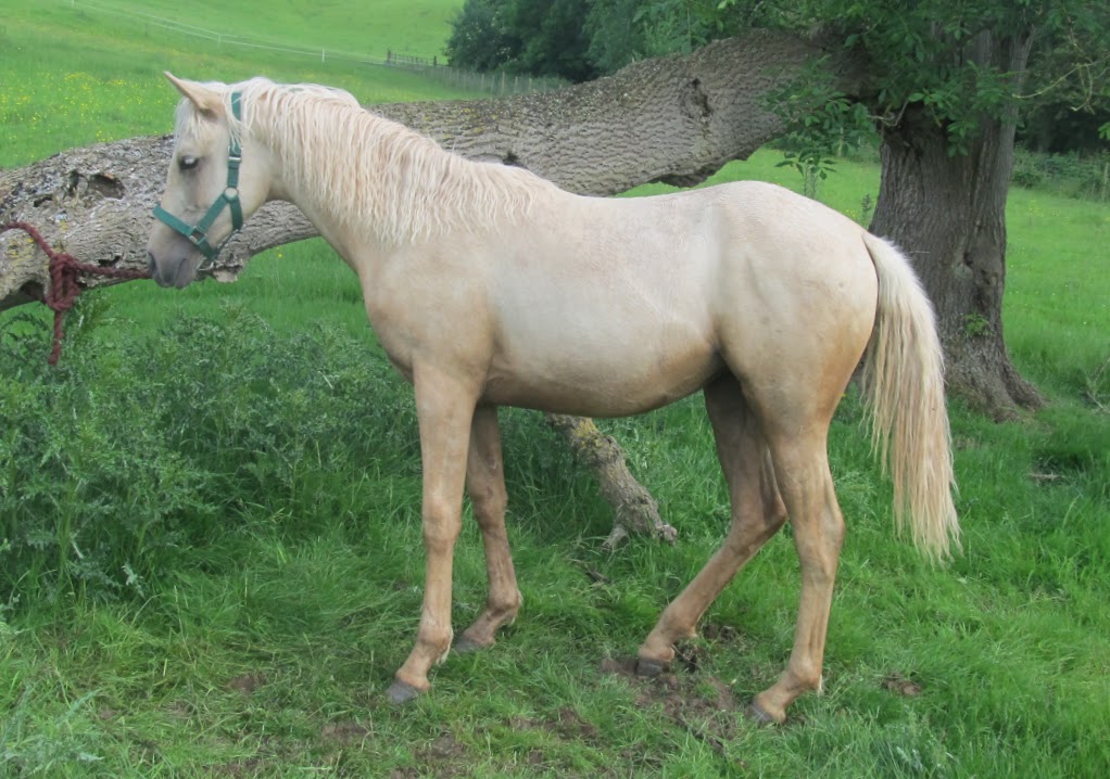 Quarter Horse cross Arabian, Wilden Gazelle